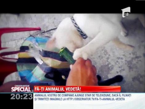 Fa-ti animalul vedeta! O pisica mananca un castravete