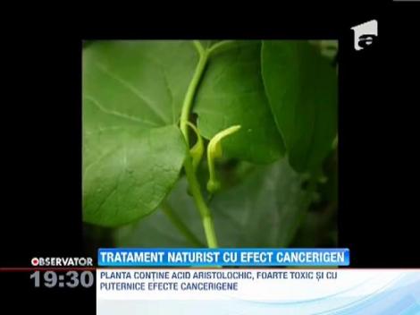 Alerta in farmaciile naturiste! O planta cancerigena e vanduta la vedere pe post de tratament pentru cancer!