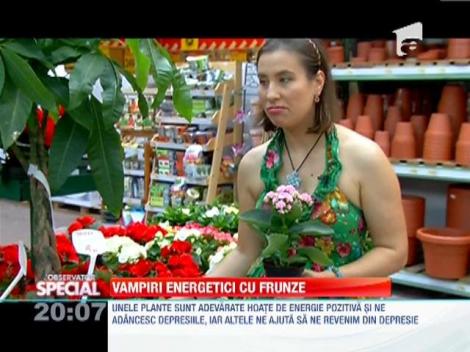 Vampiri energetici: Ce plante ne pun viata in pericol