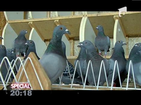 Porumbeii, o pasiune de milioane de euro