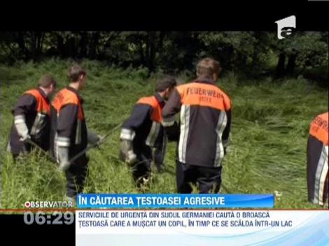 Germania: O broasca testoasa, un altfel de monstru din Loch Ness