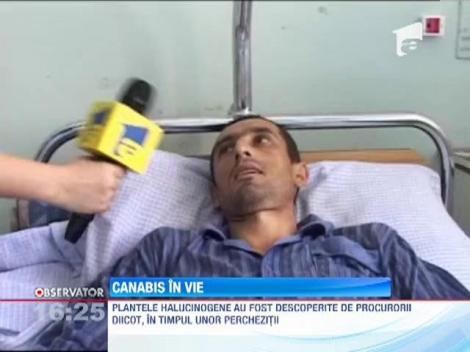 Intr-o localitate din Ialomita cannabisul creste in via si in curtea unui individ