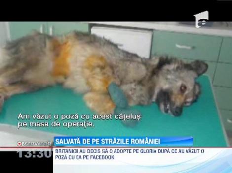 Caine salvat de pe strazile Romaniei