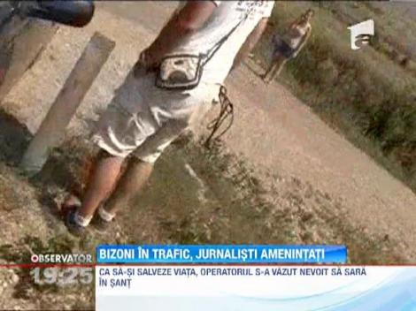 Bizoni in trafic, jurnalisti amenintati