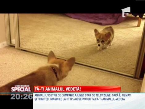 Fa-ti animalul vedeta!