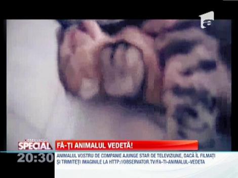 Fa-ti animalul vedeta!