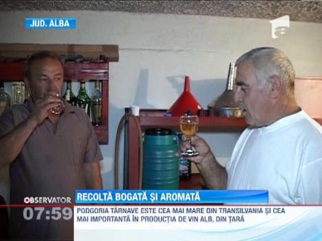 Viticultorii anunta o recolta bogata si aromata