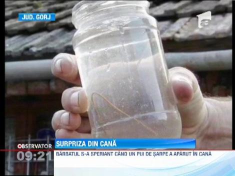 Un barbat din judetul Gorj a gasit un pui de sarpe in timp ce turna apa intr-o cana