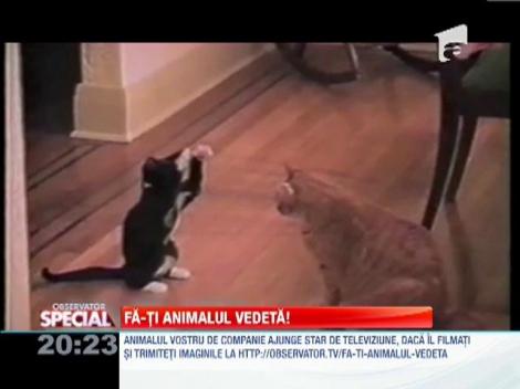Fa-ti animalul vedeta!