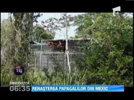 Zece papagali dintr-o specie rara, eliberati intr-un parc natural din Mexic