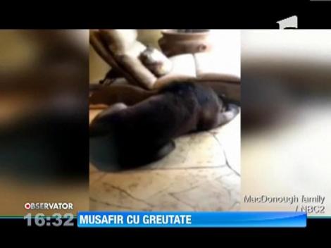 O familie de americani a primit vizita unui urs in sufrageria lor
