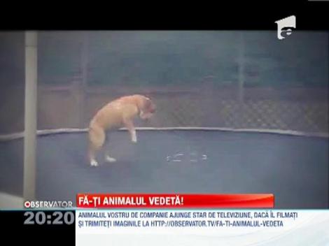 Fa-ti animalul vedeta!