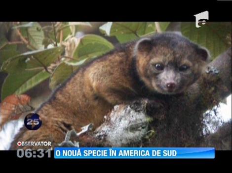 "Olinhghito", o noua specie de animale, a fost identificata in America de Sud