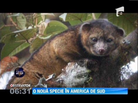 O noua specie de mamifere fost identificata in SUA! Cum arata animalul