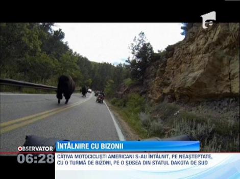 Cativa motociclisti americani au dat nas in nas cu o turma de bizoni