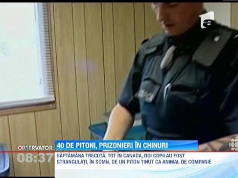 Canada: 40 de pitoni au fost descoperiti intr-o camera de motel