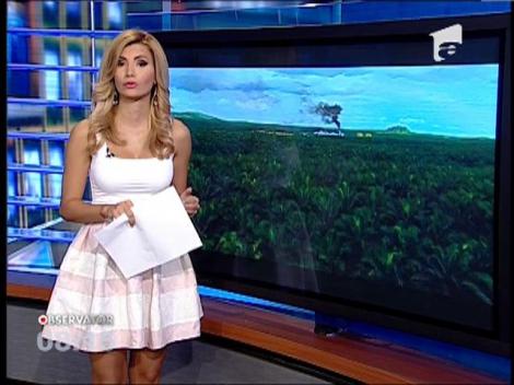 Terra a pierdut 10 hectare de padure pe minut in ultimii 15 ani