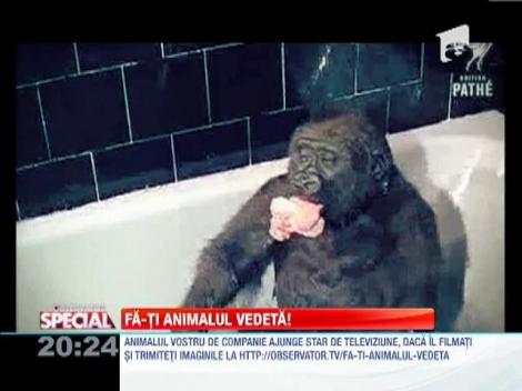 Gorila, primata jucausa