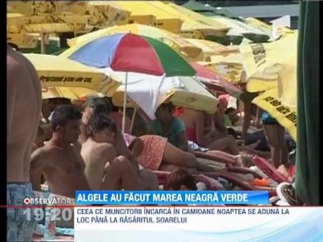 Plajele statiunilor de pe litoral, invadate de alge