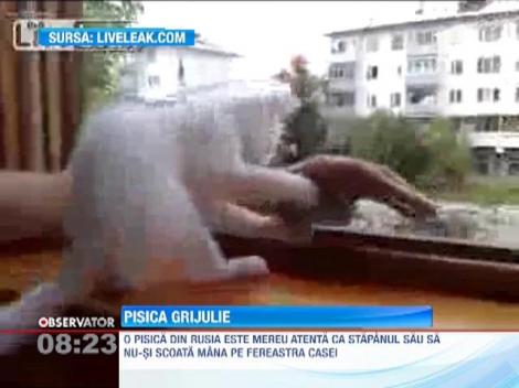 Cea mai protectoare pisicuta traieste in Rusia