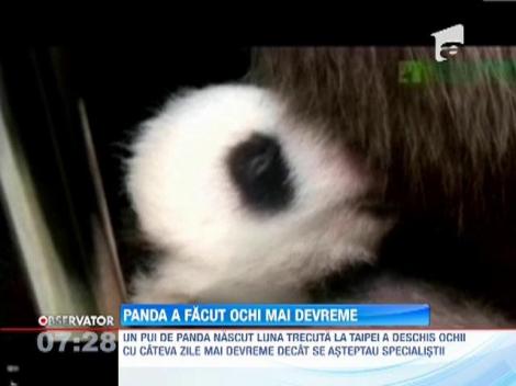 Gradina zoologica din Taipei are o noua vedeta! Un pui de panda precoce