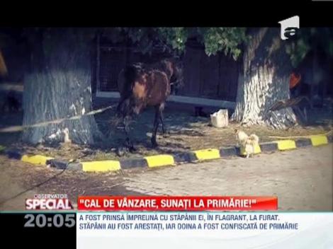 Cal de talhar, reeducat si scos la licitatie