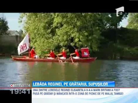 Una dintre lebedele Reginei Elisabeta a II-a, mancata pe gratar intr-o zona de picnic