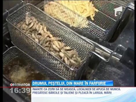 Drumul pestelui, din mare in farfurie