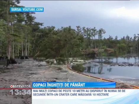 In Louisiana copacii sunt inghiti de pamant