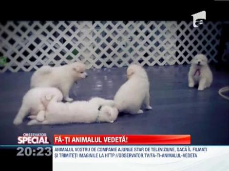 Un caine senzational