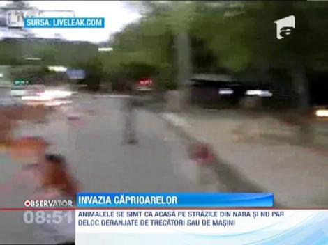 Un oras din Japonia a fost invadat de caprioare