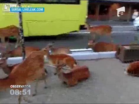 Oras din Japonia, invadat de caprioare