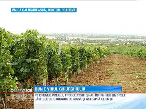 Productia de struguri, in crestere