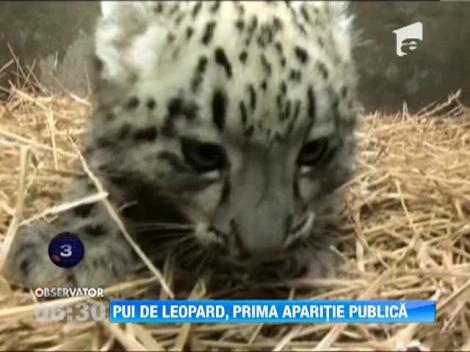 Pui de leopard al zapezilor, prima aparitie publica