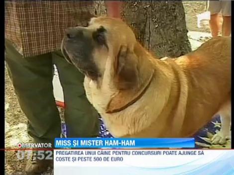 Concurs canin la Oradea