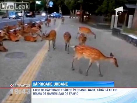 O turma de 1.000 de caprioare s-a stabilit in orasul japonez Nara