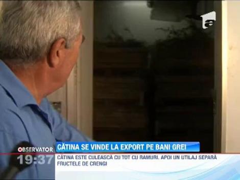 Catina se vinde la export pe bani grei
