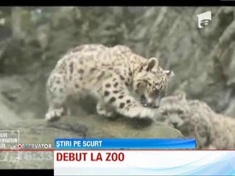 VIDEO! Un pui de leopard, cel simpatic locatar al Gradinii Zoologice din Boston