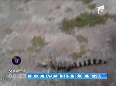 Corocodil evadat intr-un rau din Rusia