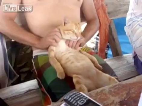 VIDEO FUNNY! O pisica are parte de un tratament regesc: este masata chiar de stapan!
