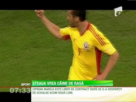Steaua il vrea pe Marica