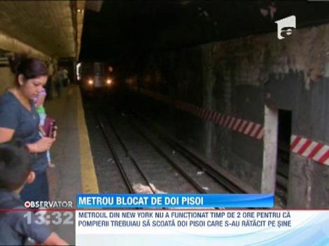 Metroul din New York, blocat de doi... pisoi