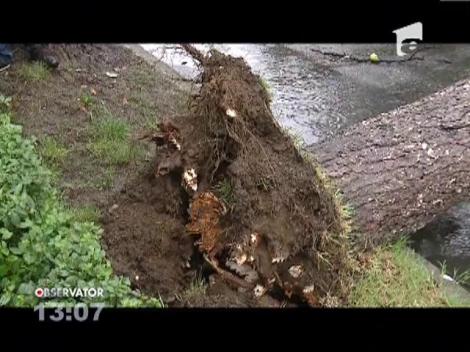 Doi soferi din Targoviste au scapat dupa ce un copac a cazut peste masinile lor