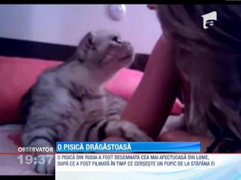 Cea mai iubitoare pisica