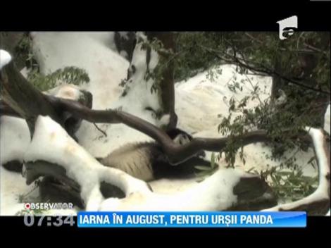Le-au dat iarna in dar! La sfarsit de vara, cativa ursi panda au primit cadou zapada artificiala