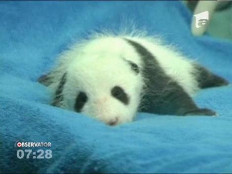 Primele analize pentru un pui de panda
