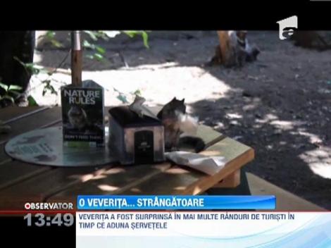 FUNNY! O veverita... strangatoare! Animalutul isi face provizii pentru iarna