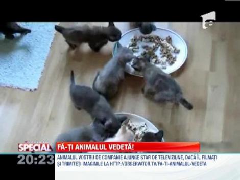 Fa-ti animalul vedeta!