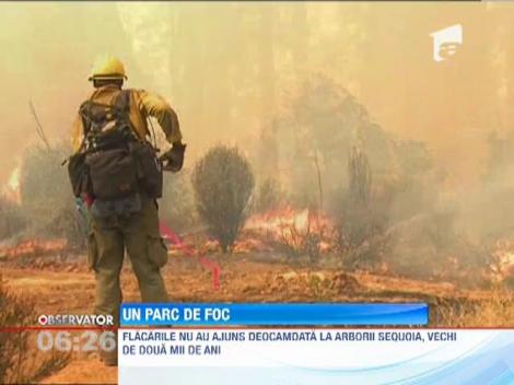 Incendiu devastator in Parcul National Yosemite, din California
