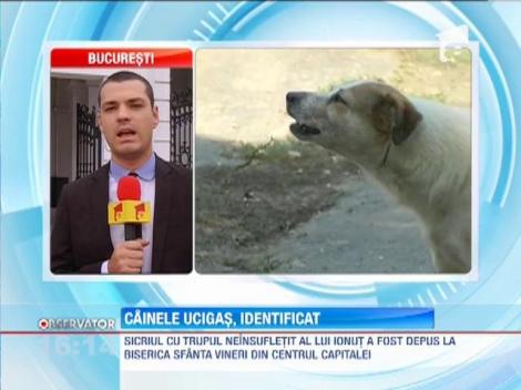 Cainele ucigas, identificat